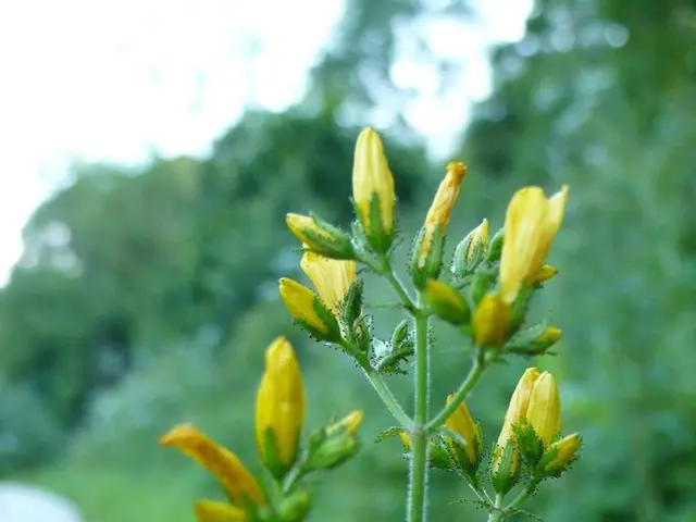 Natural Tinnitus Solutions: Maritime Pine Bark, Huperzine-A, and Turmeric