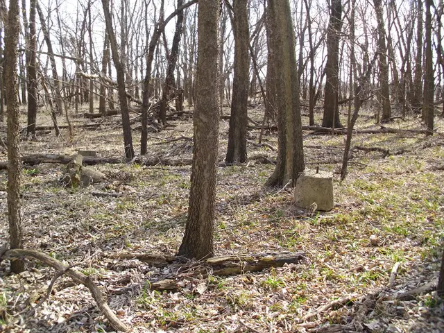 New research published in Nature reveals that European forests are gradually losing their ability...