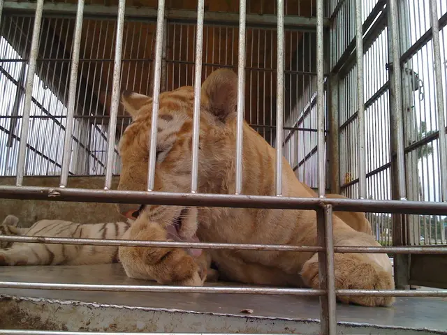 Zoo officials in Leipzig face potential legal action from PETA following a dispute over treatment...