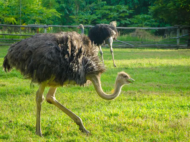 Vet professionals swallow dust upon encountering flight of ostriches in African savannah