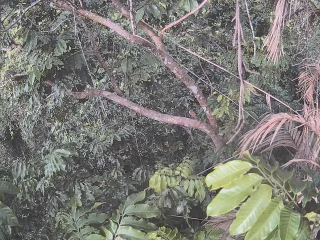 Exploring the Native Flora of Peninsular Malaysia: Tualang and Tongkat Ali in the Wilderness