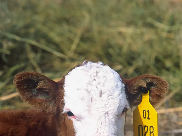 Organic Irish Dairy: A Healthier and More Eco-Friendly Option