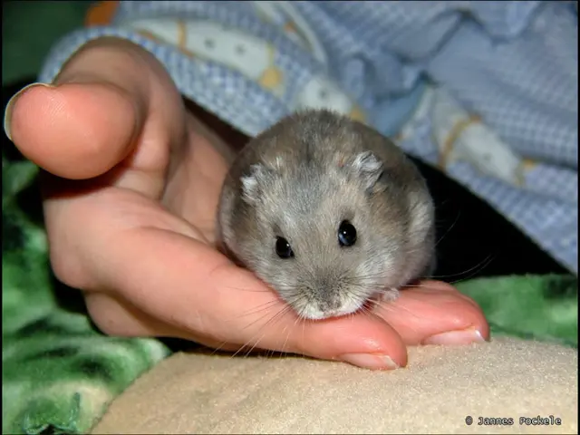 Drug for Asthma Offers Potential for Food Allergies Management