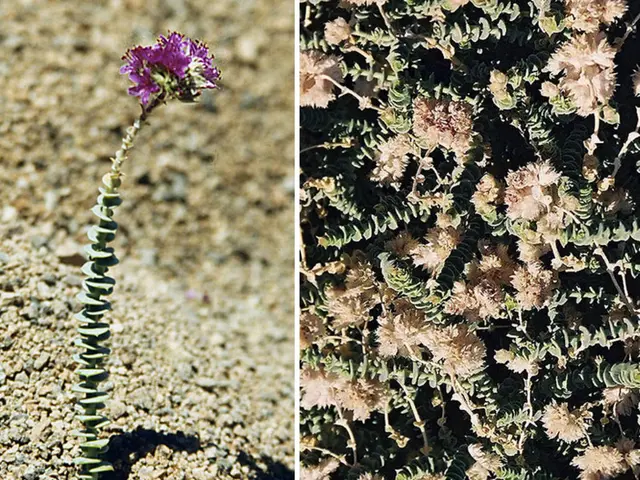 Natural remedies for alleviating discomfort and reduction of inflammation in psoriatic arthritis:...