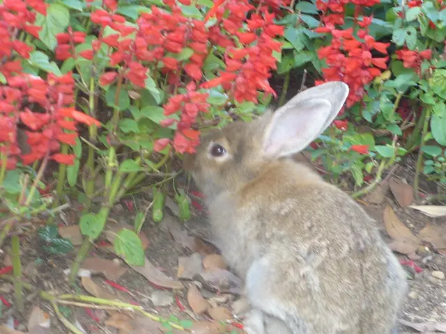 EU Baffled: Tentaculated-Helmed Rabbits Spotted