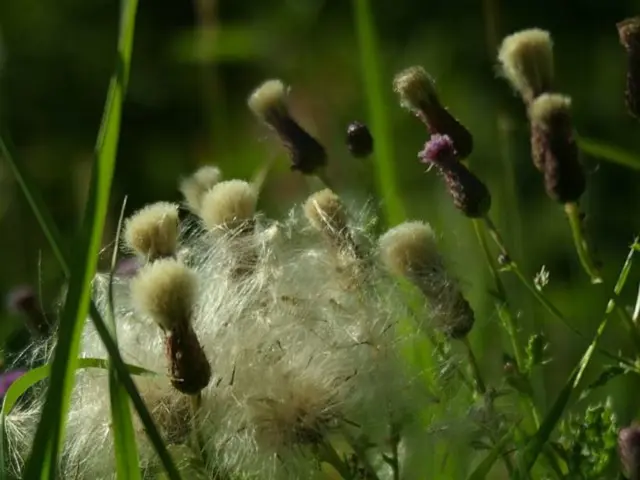 Unhealthy Impact of Lush Green Lawns on Our Wellbeing