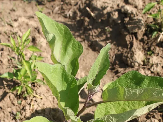 Signals indicative of alien modification of planets?