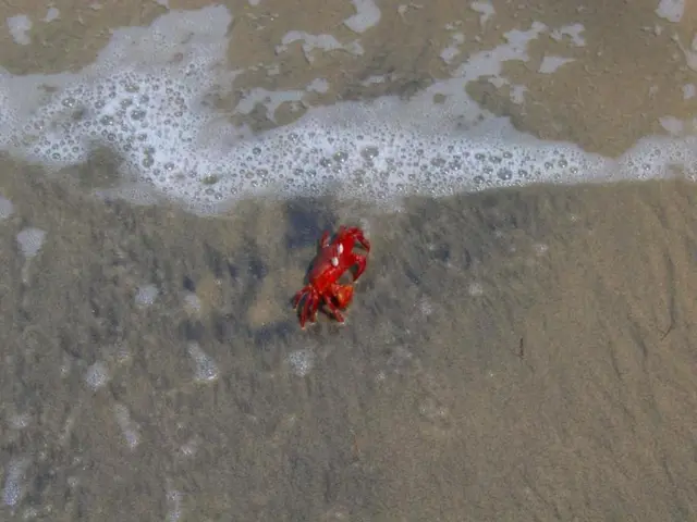 Nazaré Beach Remains Closed for Swimming Pending Additional Water Testing