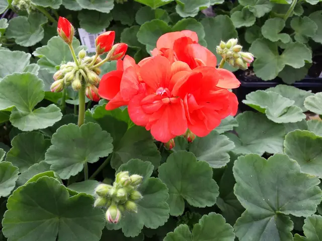 Red Book plant species exploration expeditions planned by Sochi in designated growth regions