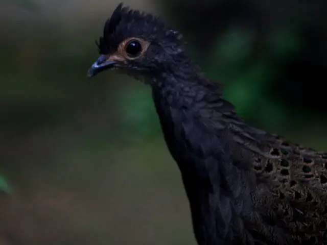 Deaths of hamsters reported in Hanseatic city Bremen, according to Nabu Bremen news