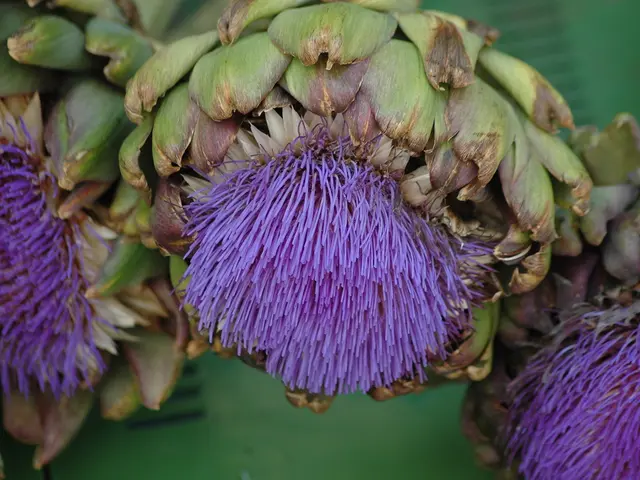 Benefits of Artichokes for Skin Wellness: Combating Harmful Sun Exposure and Signs of Aging