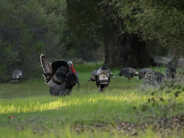 Luxurious hotel buffets could face a ban, according to Turkey's Agriculture Council decisions.