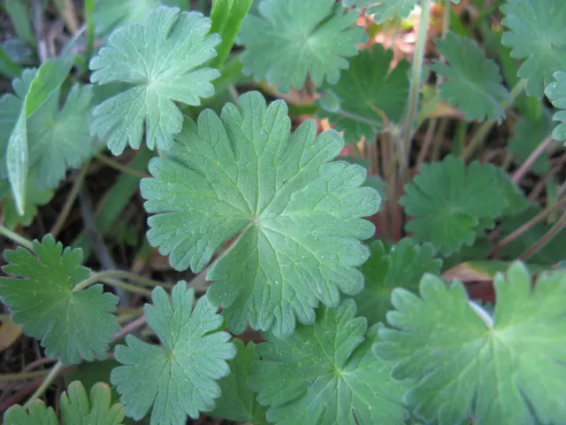 Genetic disorder analysis: Origin, identification, and management strategies for Refsum disease