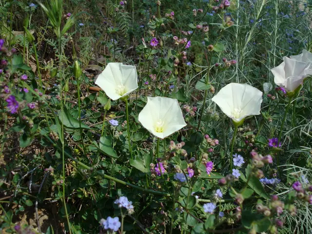 Unwanted Vegetation: A List of 11 Flora Species to Avoid Purchasing at the Nursery