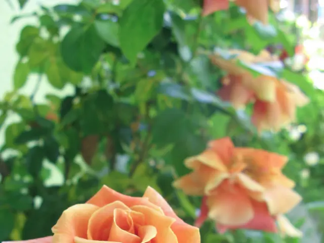 Guideline for Growing Roses: Detailed Instructions