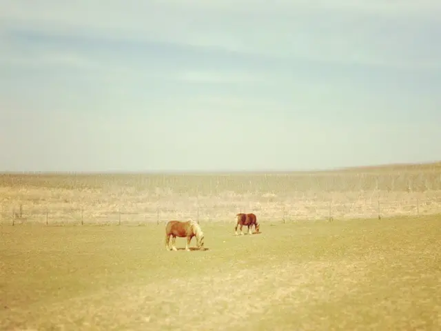 The argument for decriminalizing animal rescue efforts