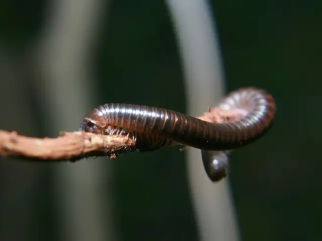 Medical professionals discover rare parasite within the body of a former North Korean resident who...