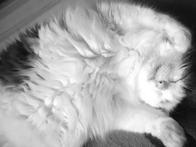 Excessive Cat Napping: Is Extended Snoozing Common in Kittens?