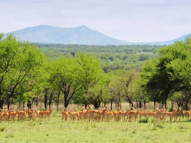 Increased numbers of deer, specifically stag populations