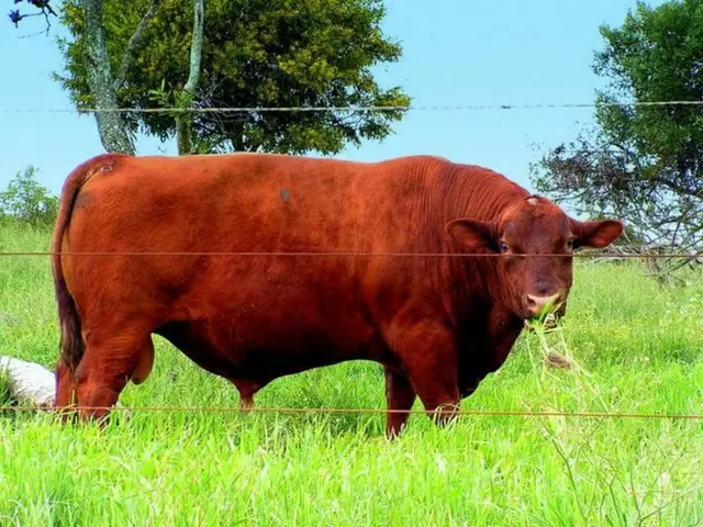 Advancements in Controlling African Swine Fever