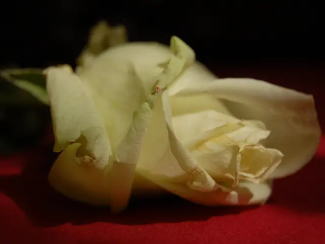 Cancer cells supposedly dormant are stirred into activity, allowing them to multiply once more due...