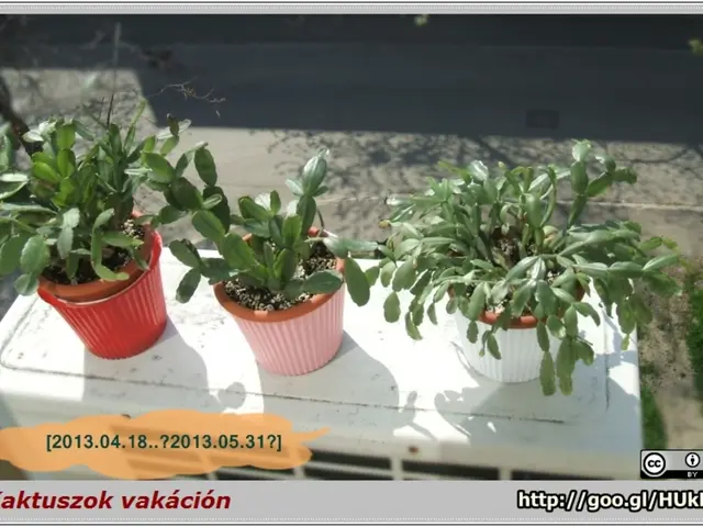 In this image we can see some plants in the pots, these are placed on the surface and we can see...