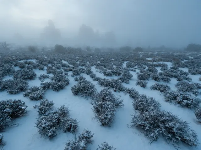 This picture is clicked outside. In the foreground we can see the plants and the snow. In the...