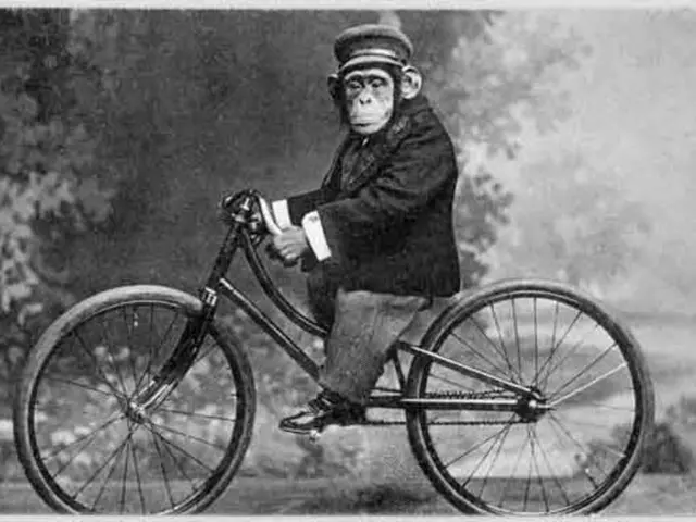 In this picture I can see a chimpanzee riding bicycle and I can see cap on its head and I can see...