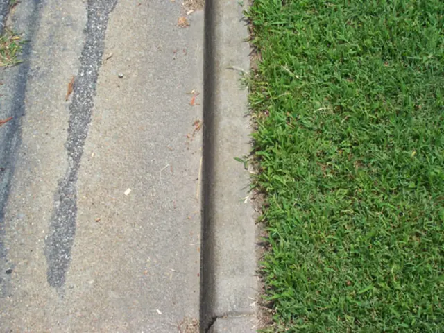 On the right side of the picture there is grass. Towards the left there are dry leaves, grass, dust...