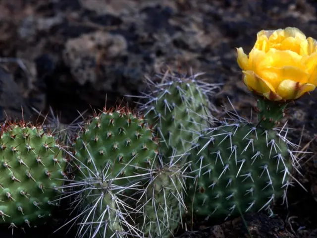 In this image we can see cactus and there is a flower which is in yellow color.