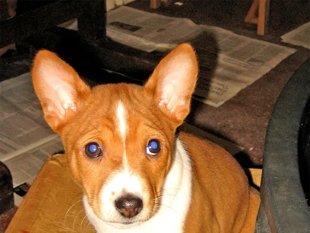 In this image I see a dog which is sitting on a cardboard sheet. In the background I can see few...